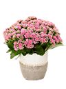Pianta elegante di kalanchoe