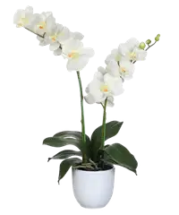 Pianta di orchidea Phalaenopsis